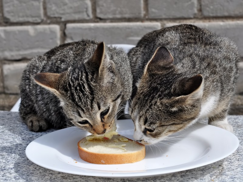 Katzen essen Butter von einem Brot