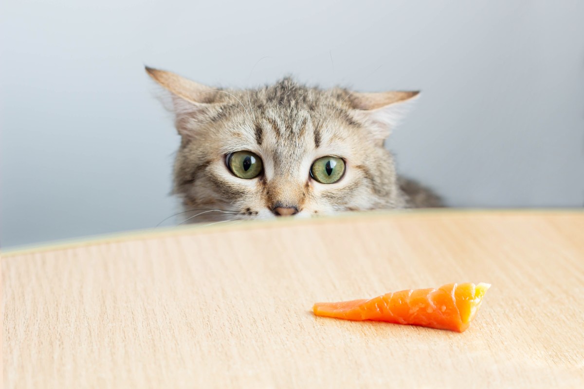 Katze schaut Lachs an, der auf dem Tisch liegt