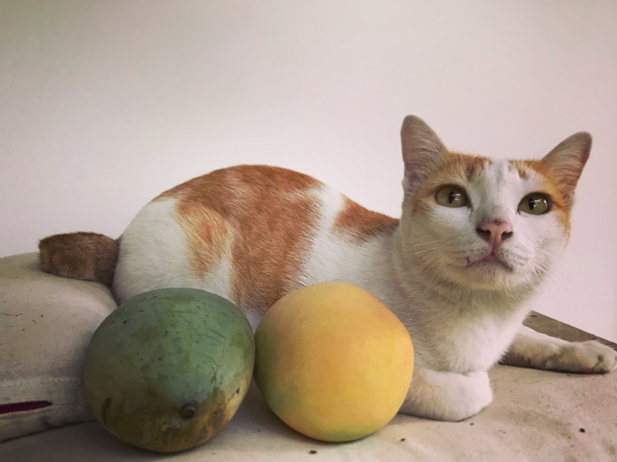 Purer Zucker oder Vitaminbombe: Dürfen Katzen Mangos essen?