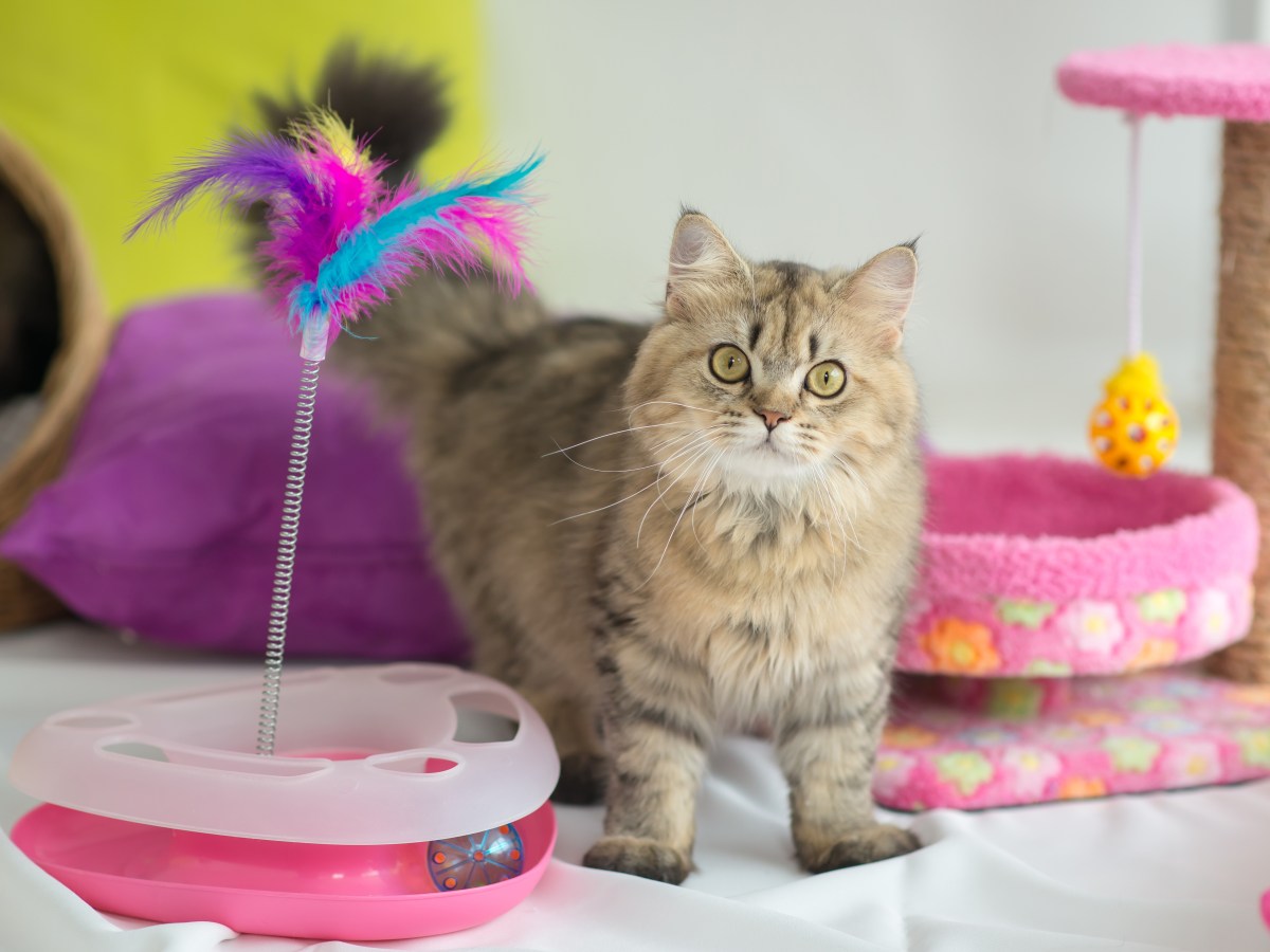 Experten empfehlen: Die Top 5 Katzen-Spielzeuge zum Nachkaufen