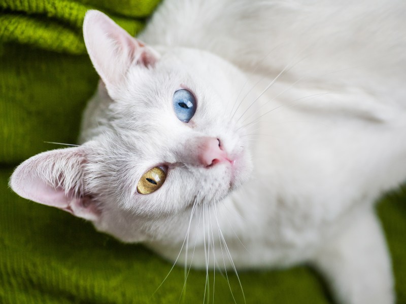 Khao Manee Katze liegt auf dem Boden