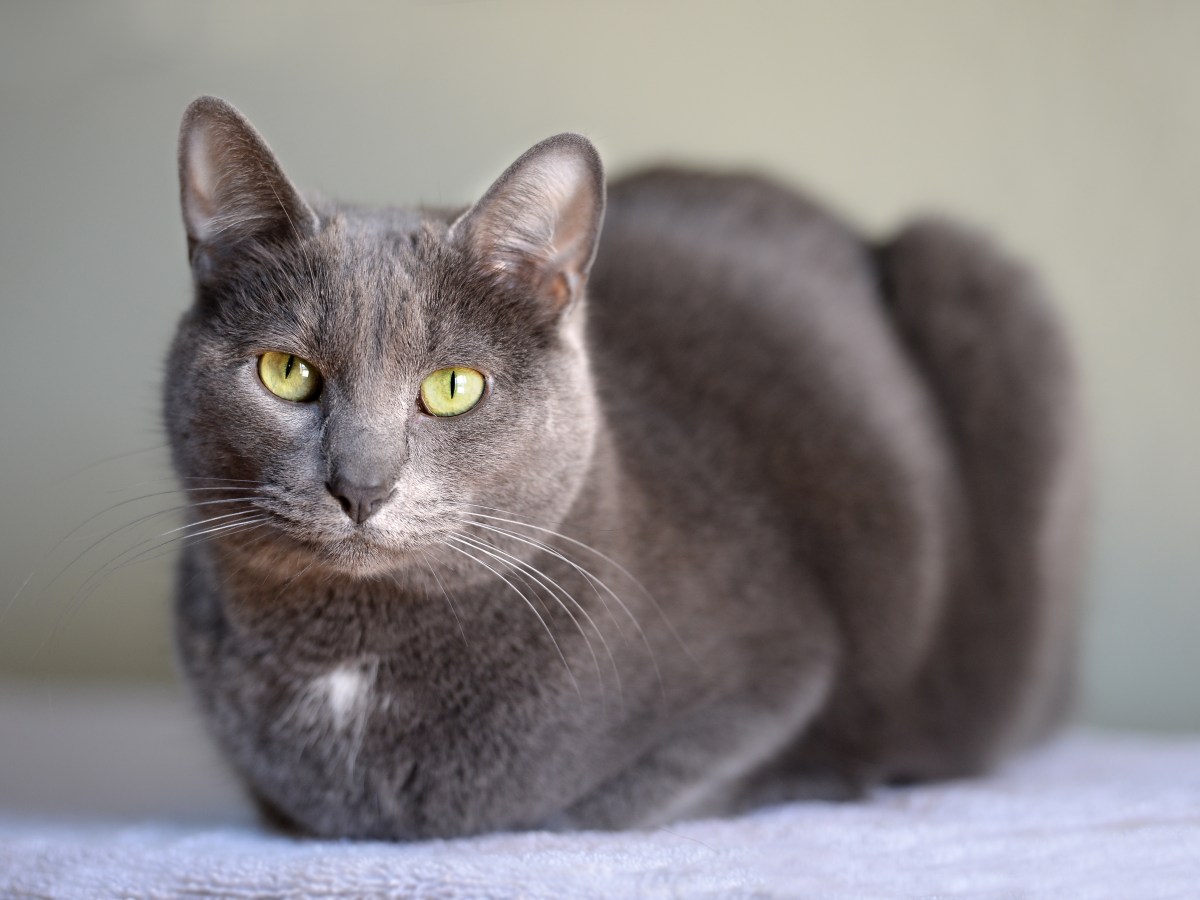 Korat Katze im Portrait