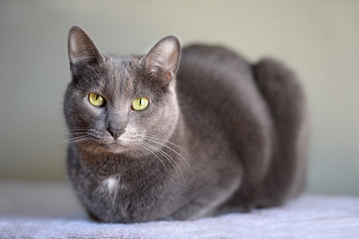 Korat Katze im Portrait