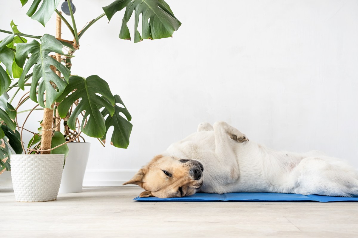 Hund auf KÃ¼hlmatte