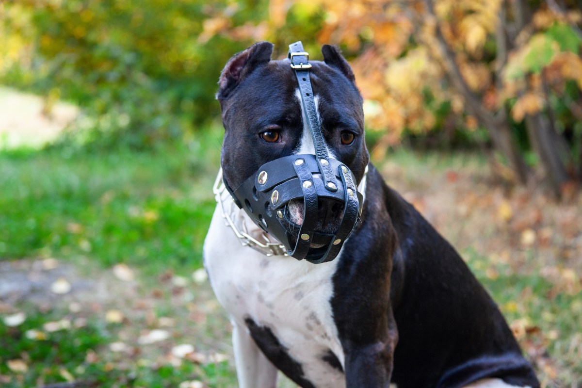 Listenhund