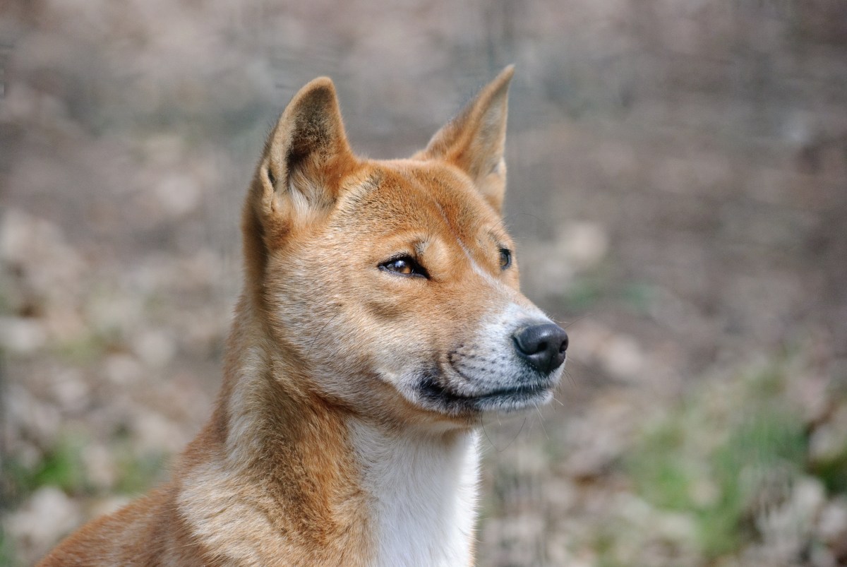 Neuguinea-Dingo