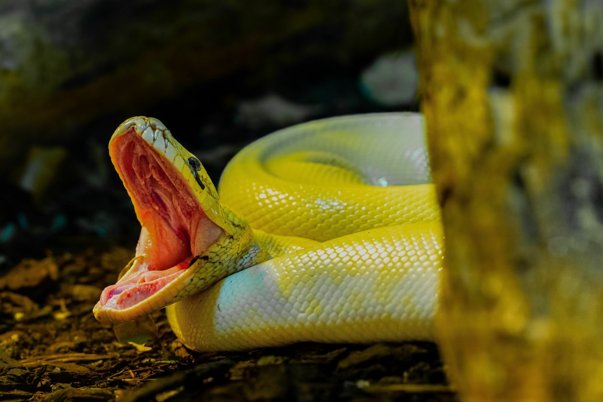 Python sperrt das Maul weit auf