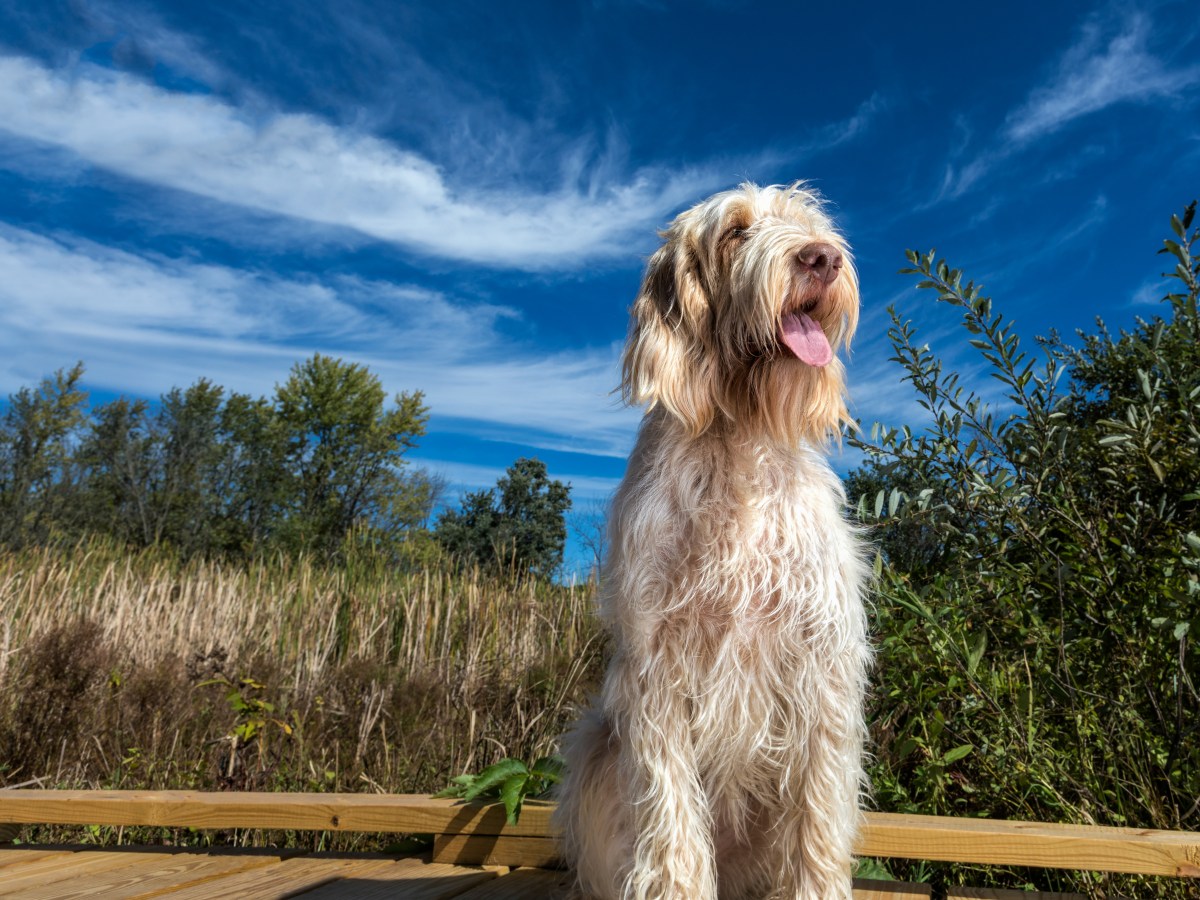 Spinone Italiano: Der ultimative Ratgeber zur italienischen Hunderasse