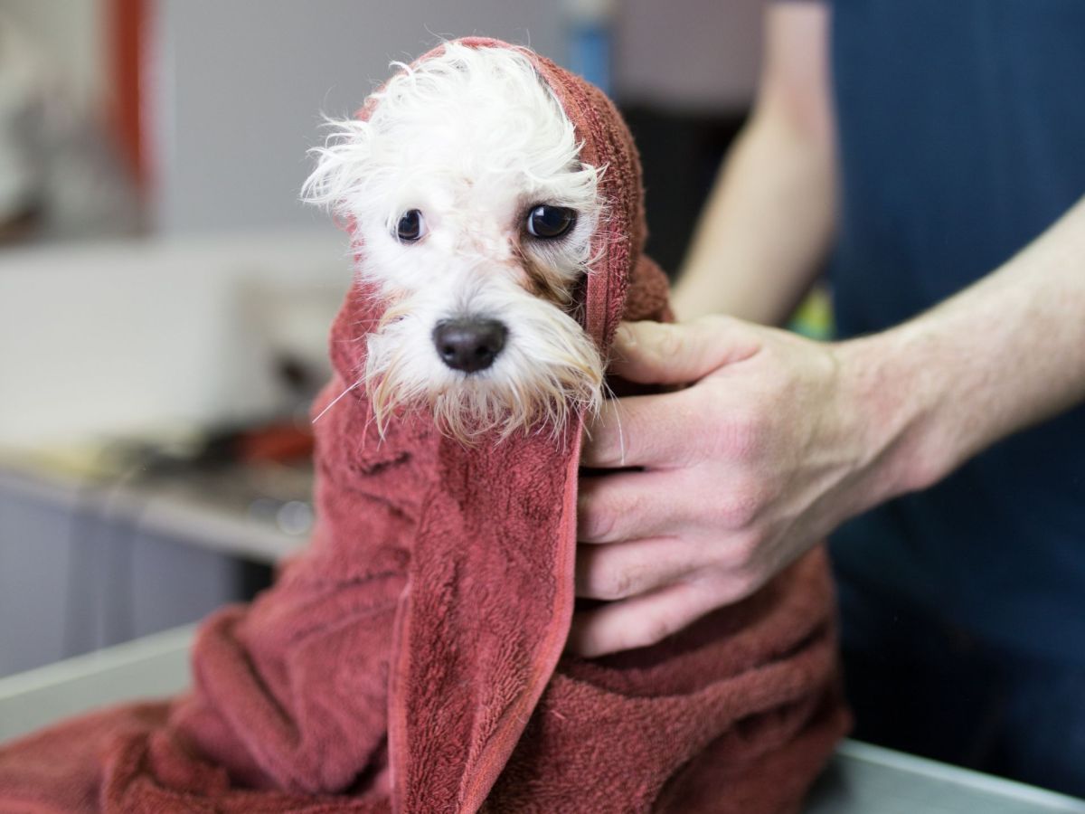 TrÃ¤nenflecken beim Hund