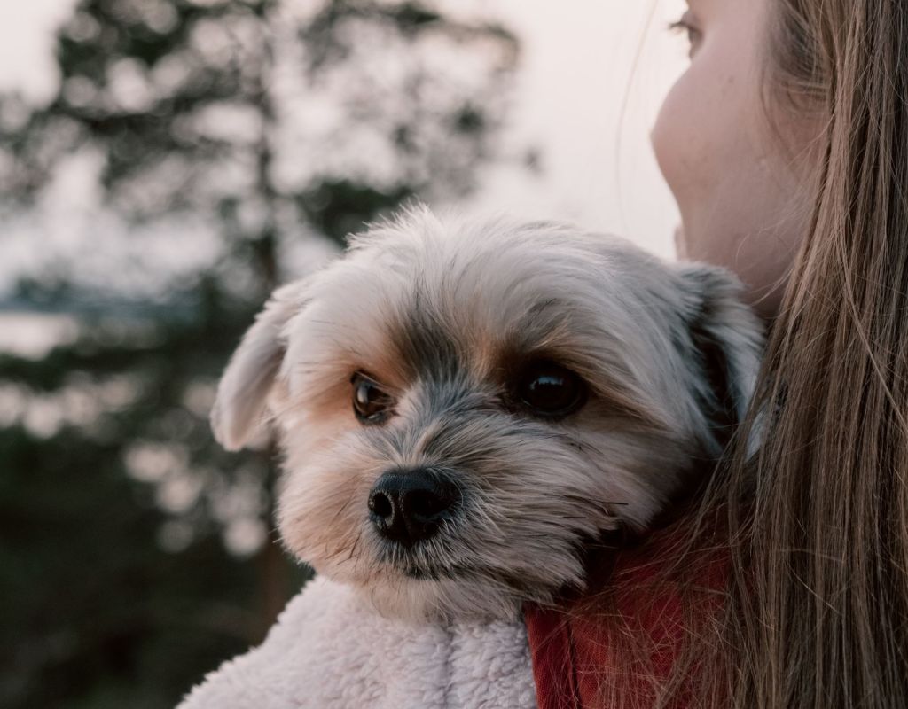 5 flauschige, kleine Hunderassen, die richtig verschmust sind 
