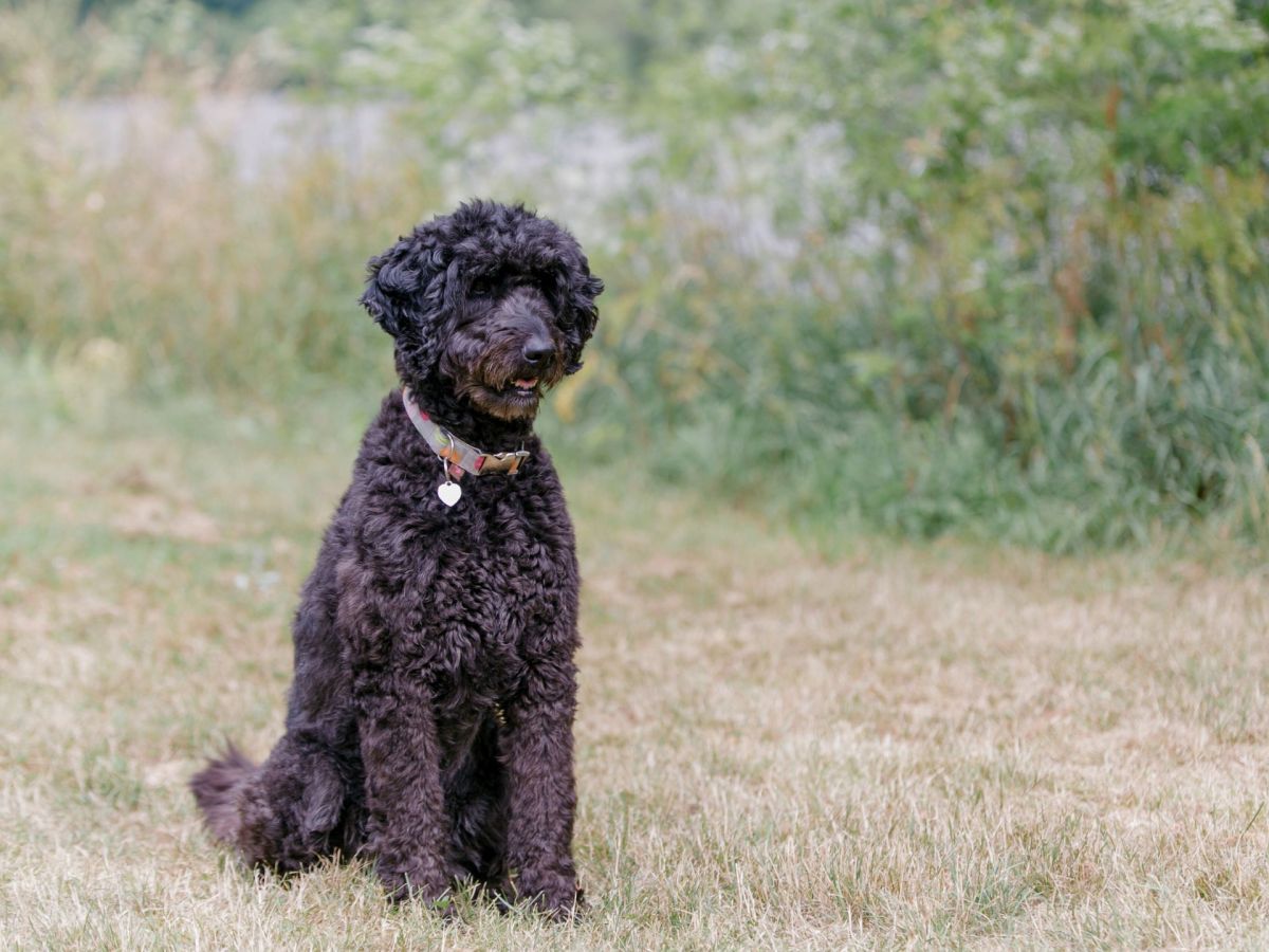 Flatdoodle – Der ideale Familienhund: Eigenschaften, Pflege und Kaufberatung