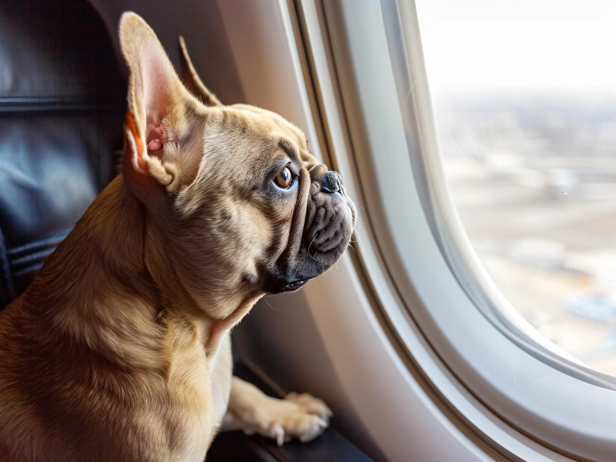 Es sollte nur ein Umzug sein: Dieser Hund stirbt qualvoll in einem Flugzeug