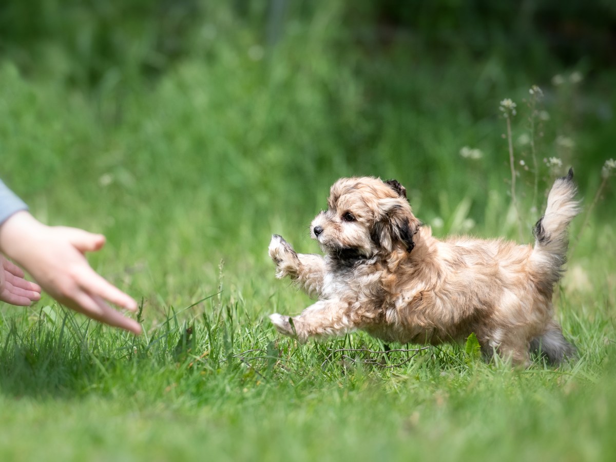 8 pflegeleichte Hunderassen, die alles andere als anstrengend sind