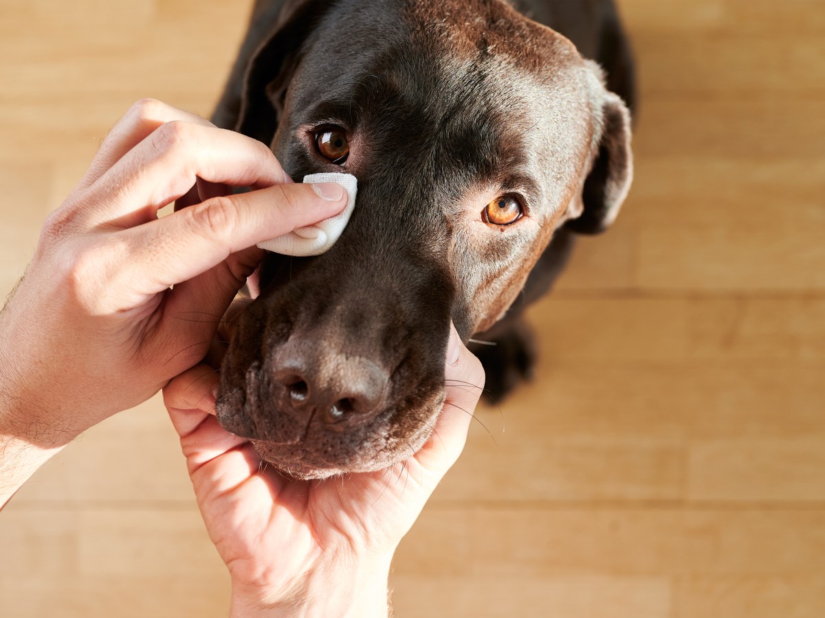 Hundepflege 1×1: 3 Tricks, um die Augen deines Vierbeiners zum Strahlen zu bringen