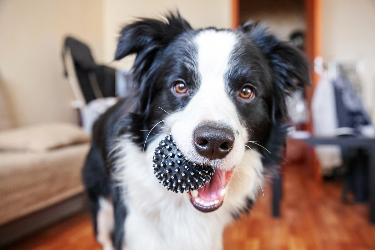 Hund elektronisches Spielzeug