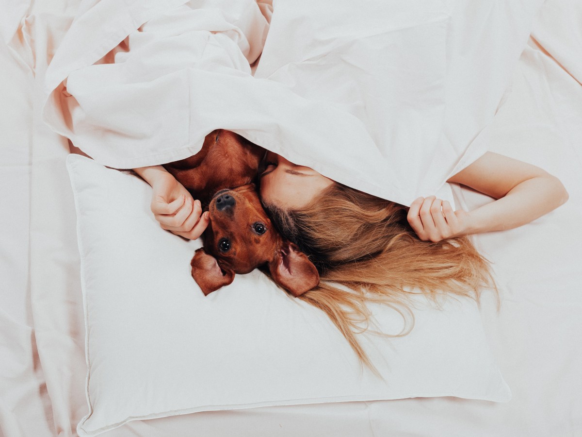 Hund schlÃ¤ft im Bett