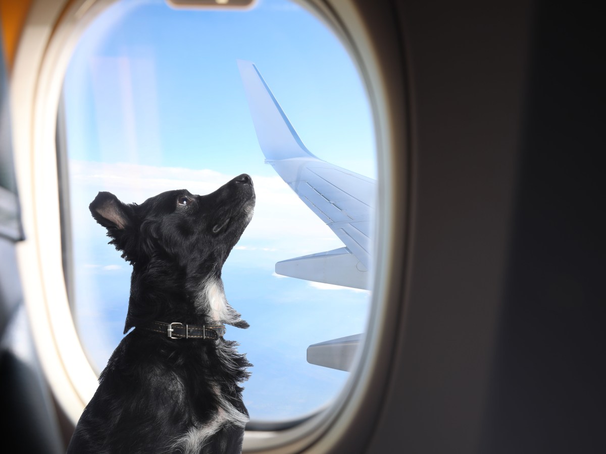 Hundebesitzer aufgepasst: Ab dem 01. August sind Hunde auf Flügen in die USA verboten