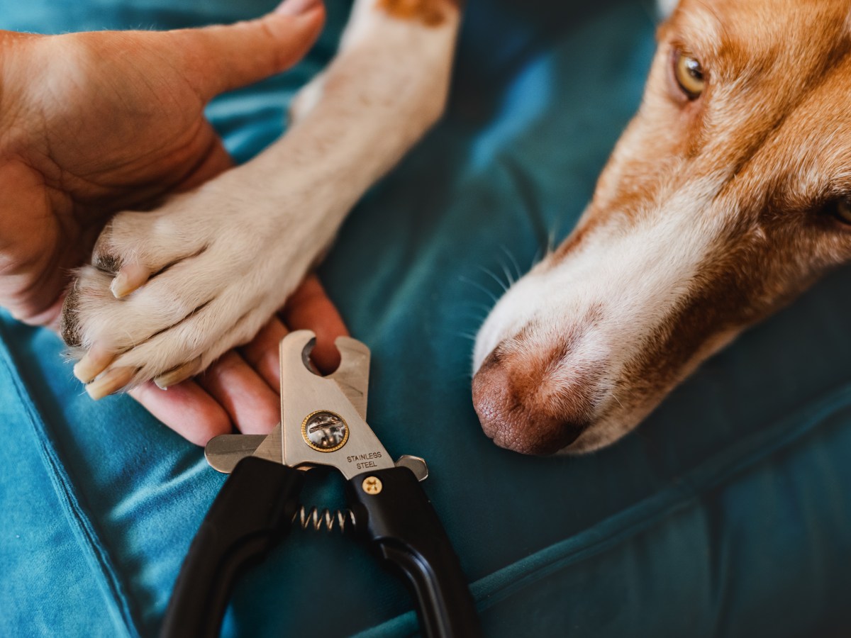 Krallen schneiden leicht gemacht: 3 Tipps für eine entspannte Hundepflege