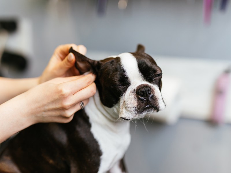 Hundepflege Ohren