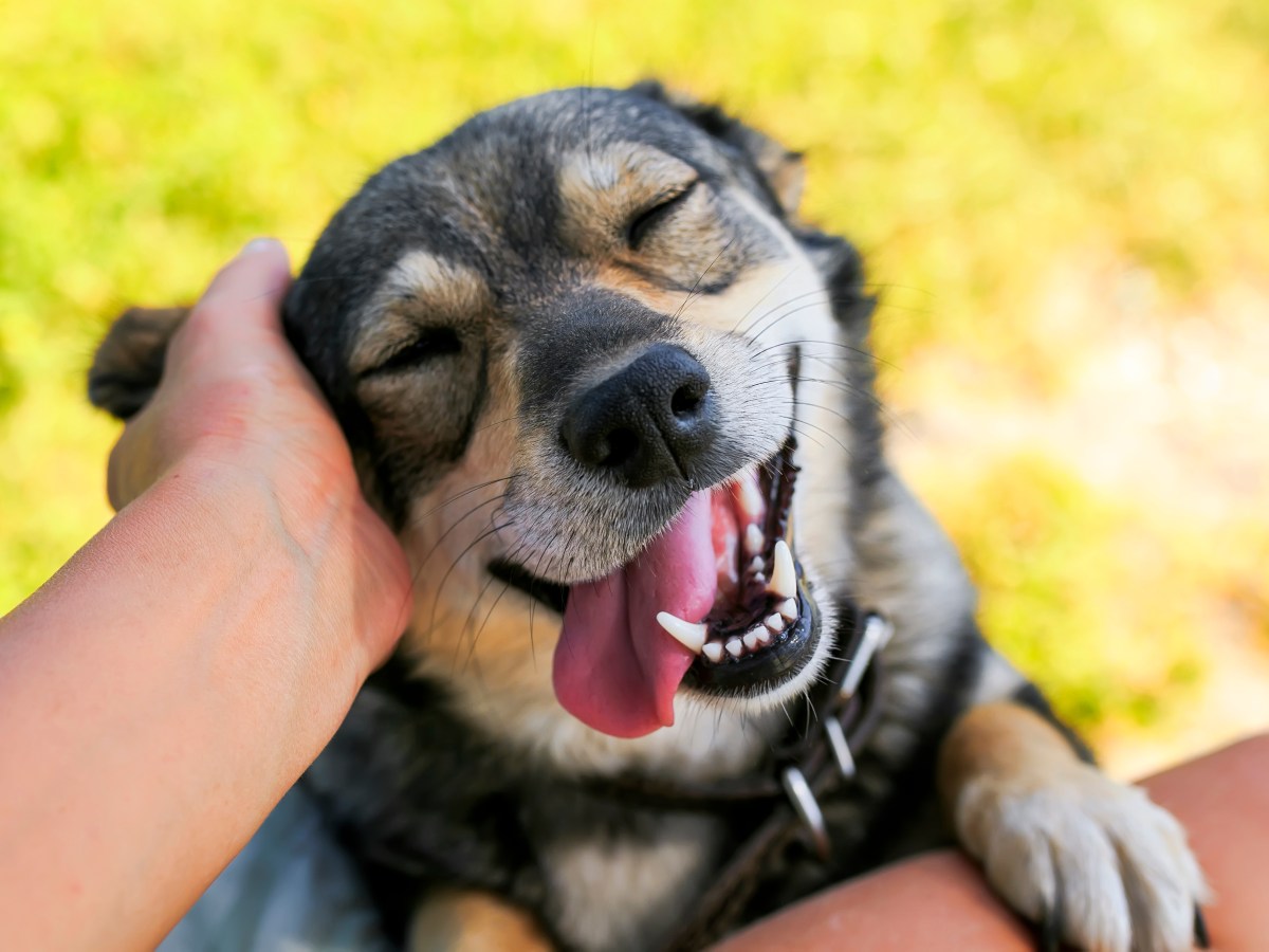 Gewusst? Hunde können von Ohren-Massagen high werden