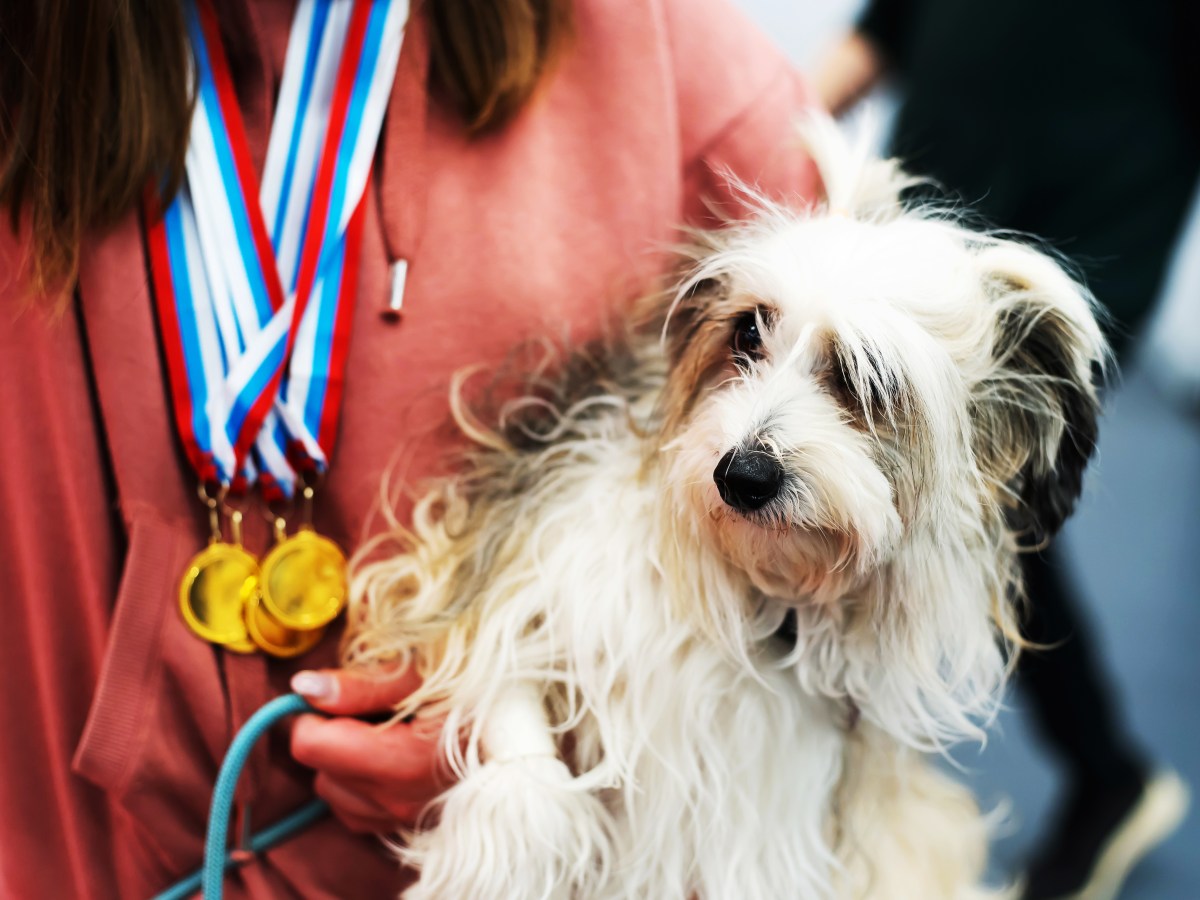 Dieser Hund hilft aufgeregten Olympia-Teilnehmern ruhig und entspannt zu bleiben
