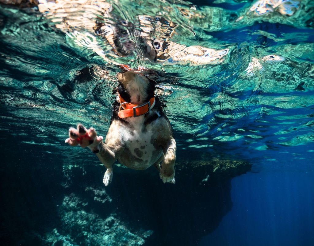 Alles zum Thema „Hunderassen, die nicht schwimmen können“