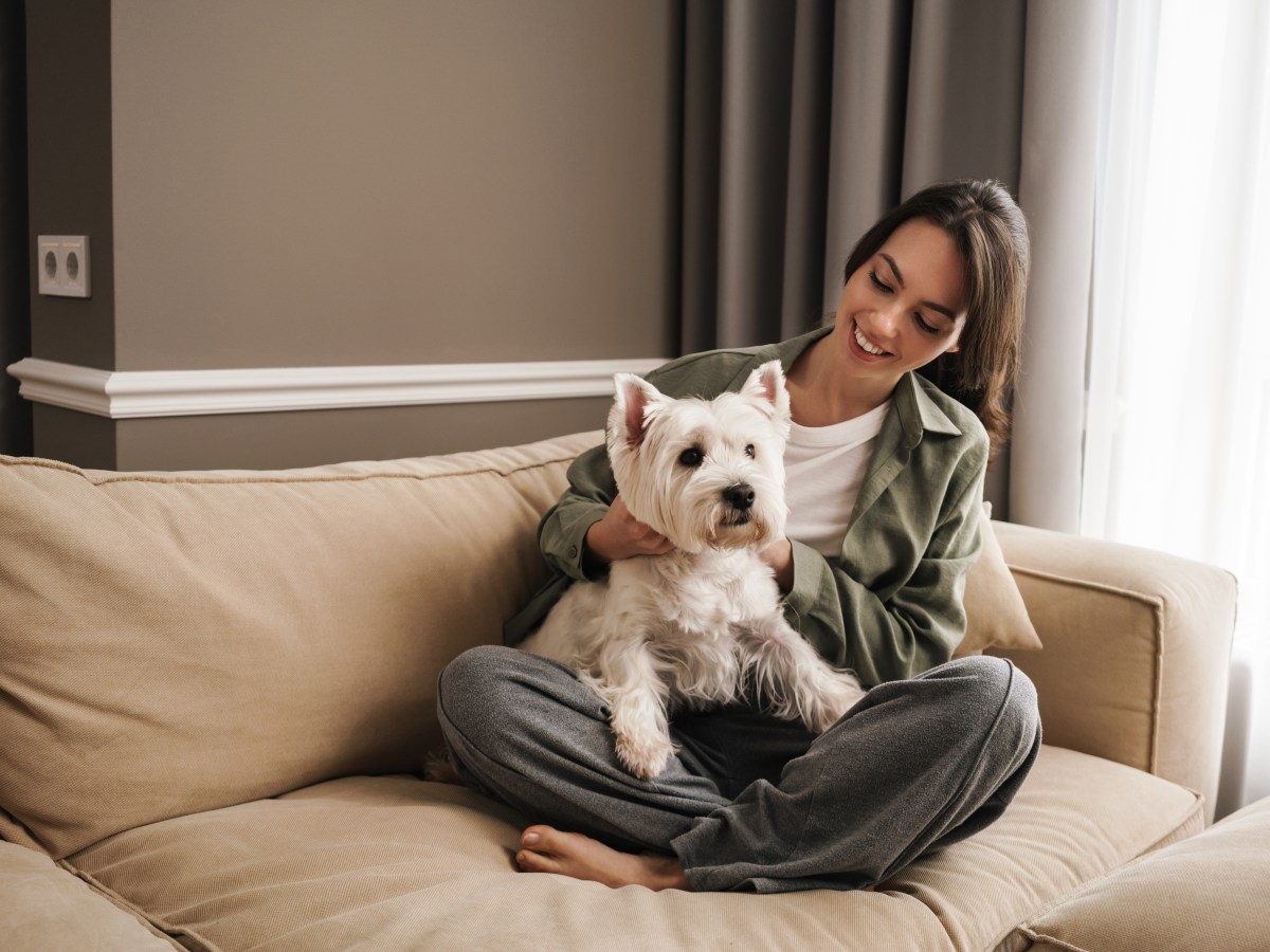 Hund auf dem Sofa