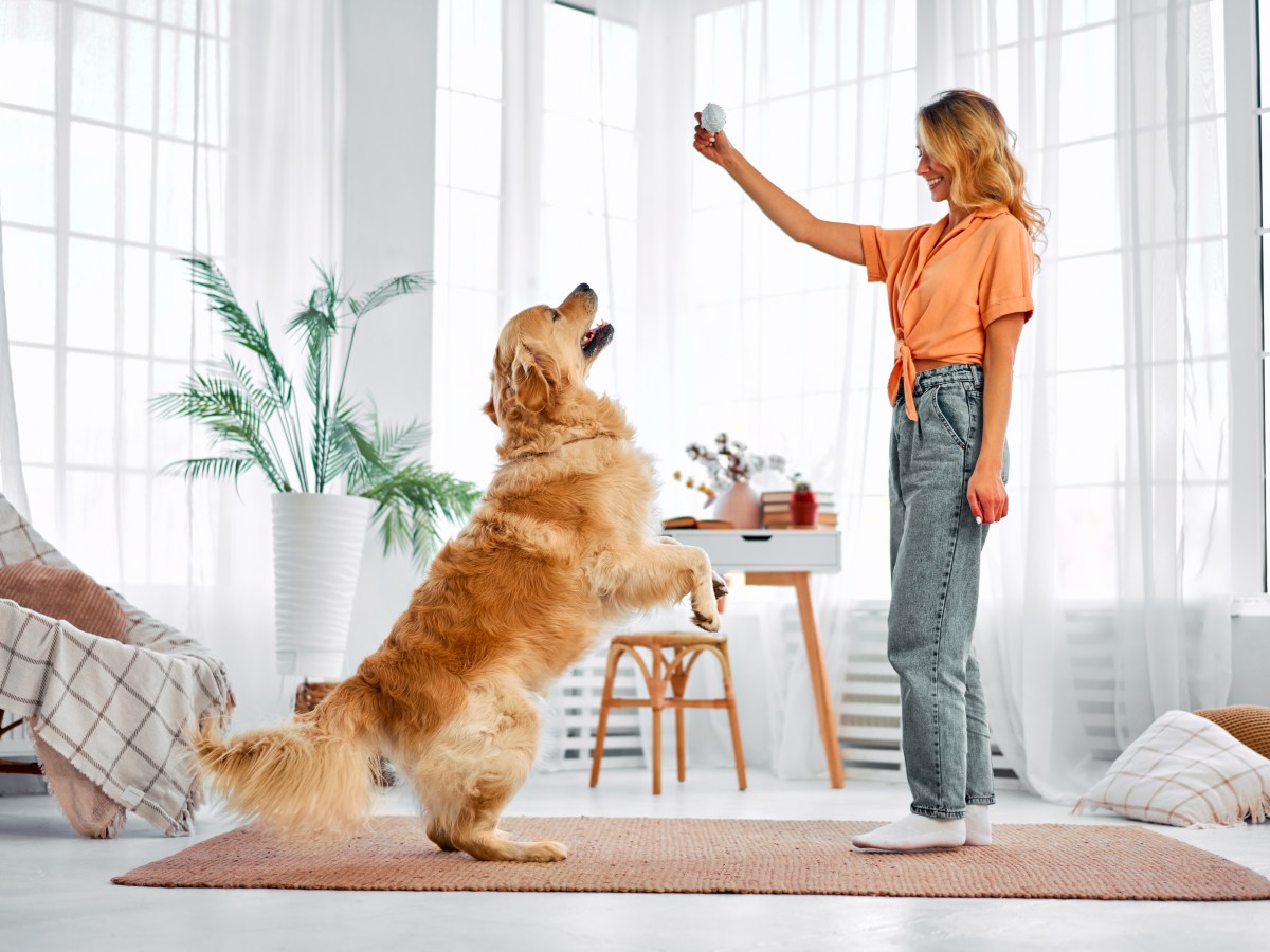 Mentale Stimulation für deinen Hund: 4 Tricks & Tipps für zu Hause