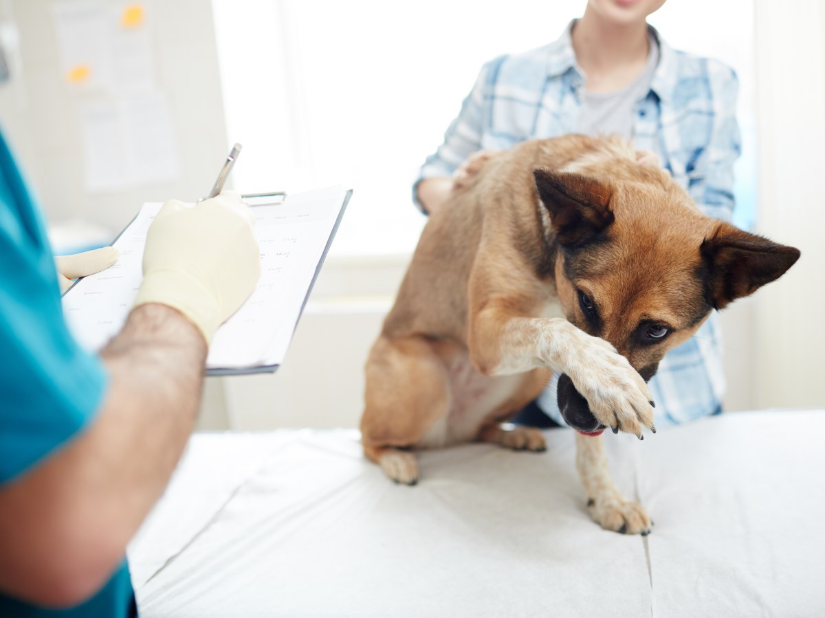 Mit dem Hund aus dem Tierschutz zum Tierarzt: So läuft der Besuch entspannt ab
