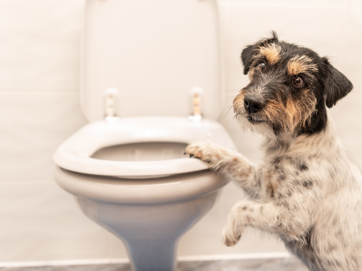 3 überzeugende Gründe, warum eine Hundetoilette wirklich sinnvoll ist