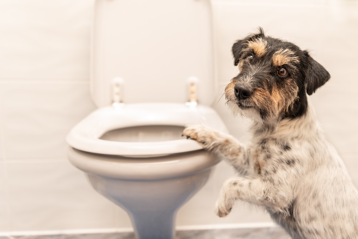 Hund Toilette