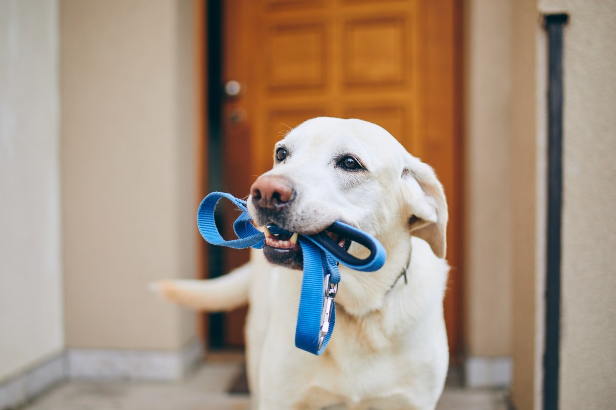 Hund mit Leine im Maul