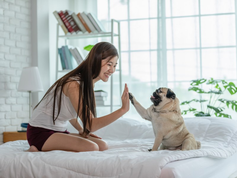 Hund gibt High Five