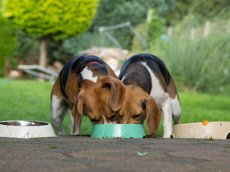 Hunde essen Hundefutter