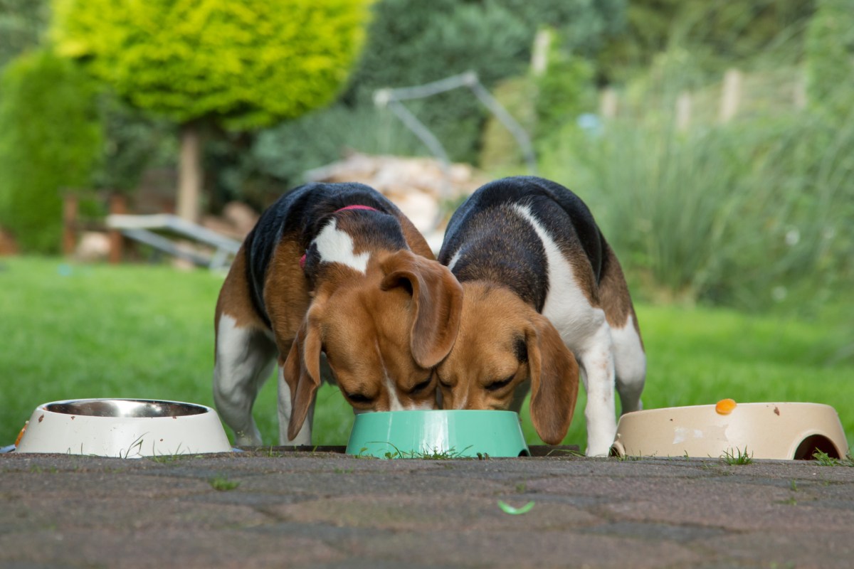 Hunde essen Hundefutter