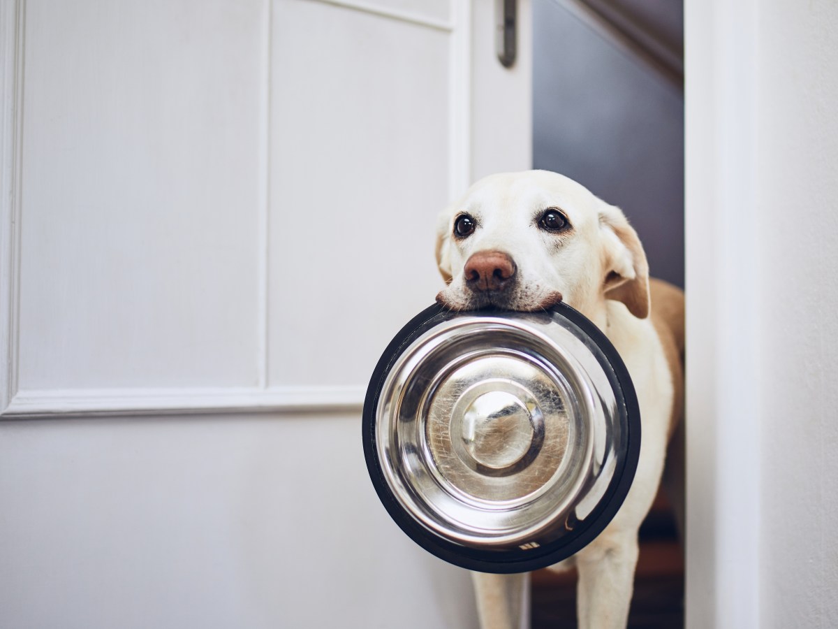 Aus diesem Napf sollte dein Hund niemals fressen