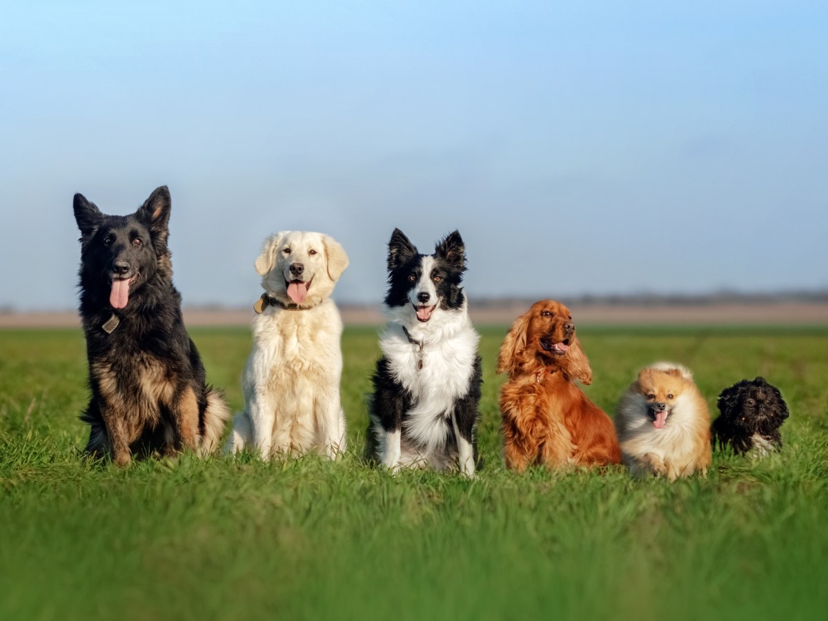 Nachgehakt: Wie viele Hunderassen gibt es eigentlich?