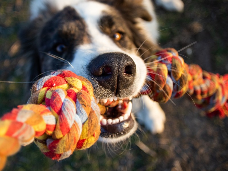 Hundespielzeug unkaputtbar