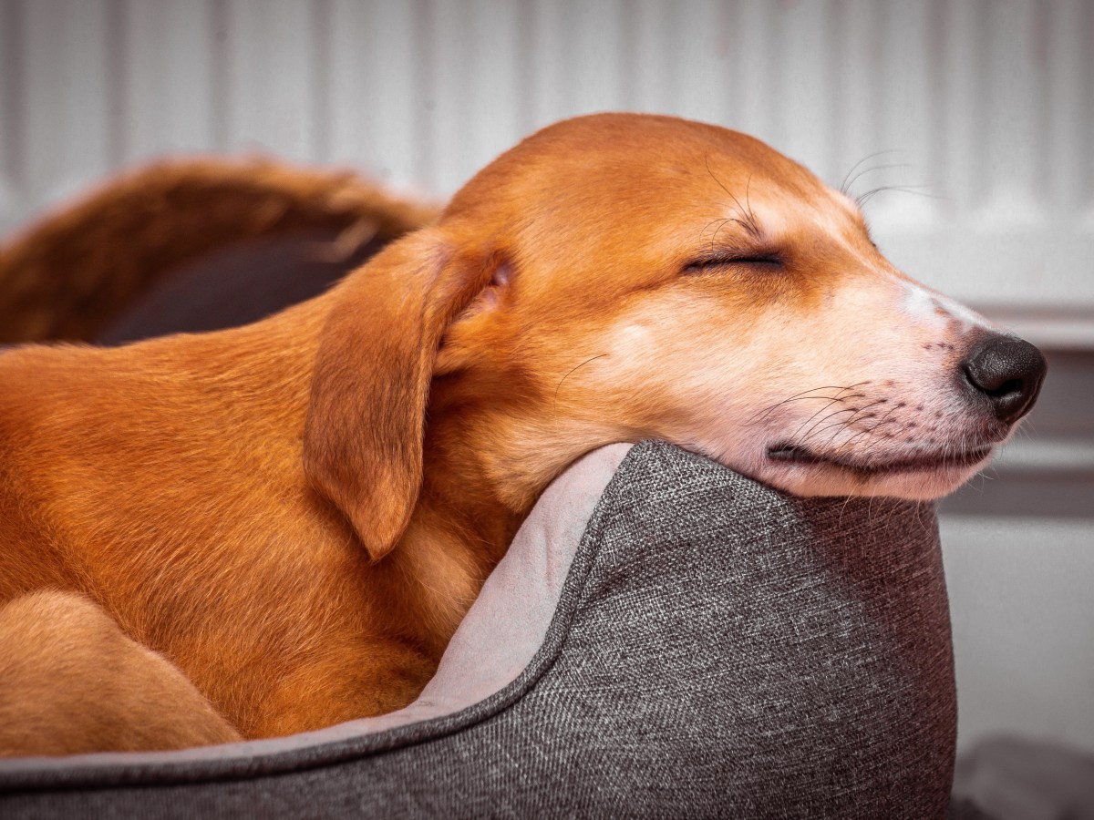 Alles, was du über den Hygenhund wissen musst: Ein umfassender Steckbrief