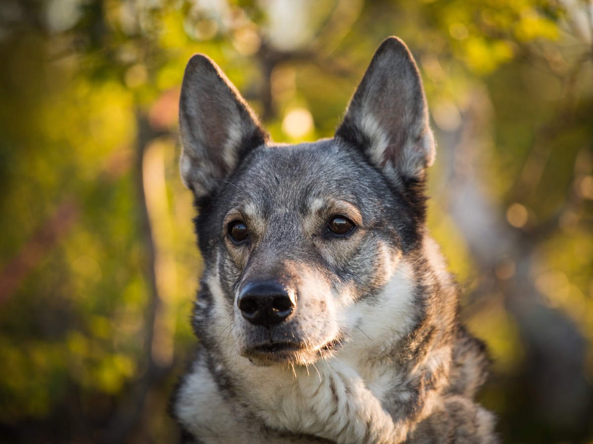 Der umfassende Steckbrief zum JÃ¤mthund: Alles, was du Ã¼ber den schwedischen Elchhund wissen musst