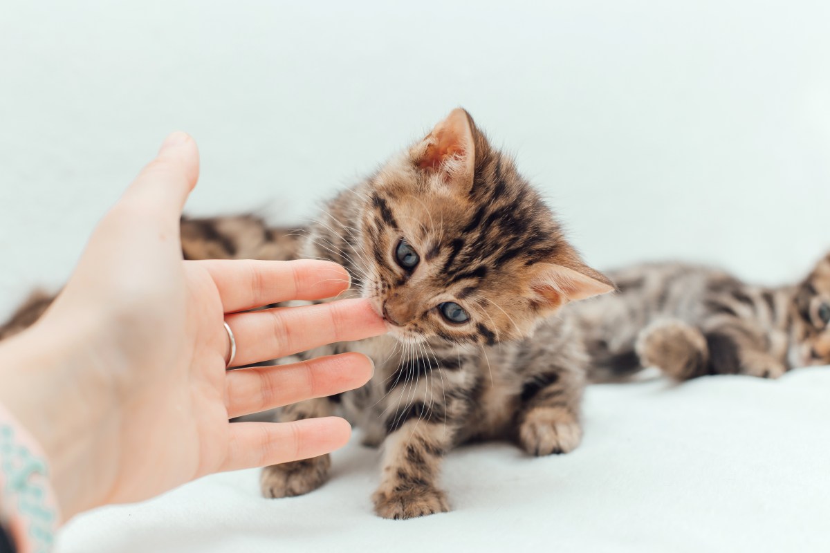 Kitten riecht an Hand