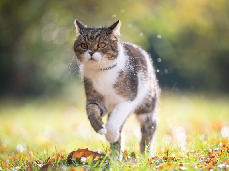 Katze rennt über eine Wiese