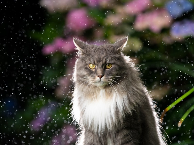 Katze schüttelt sich nach Hausmittel gegen Katzenflöhe