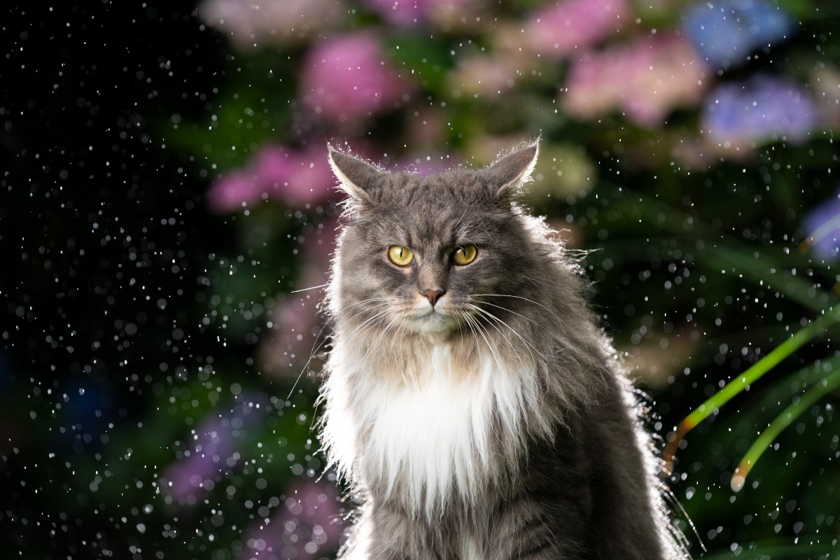 Katze schüttelt sich nach Hausmittel gegen Katzenflöhe