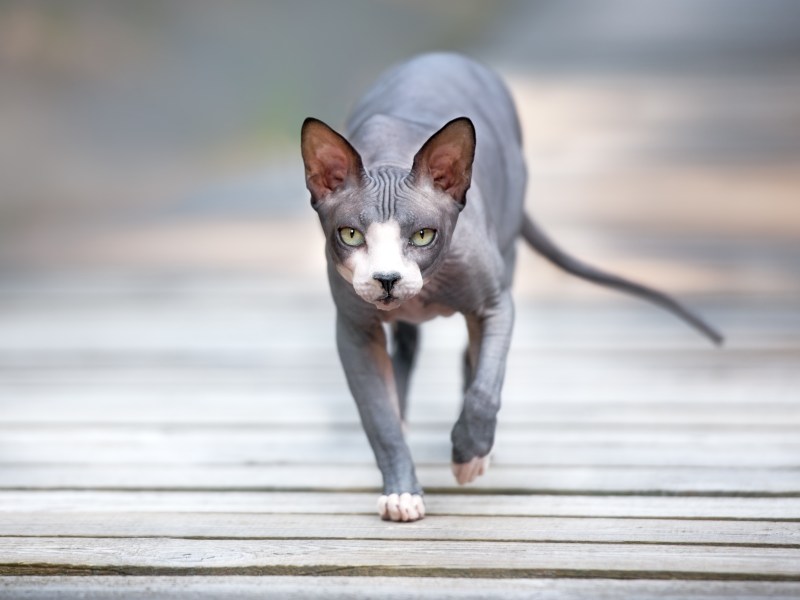 Katzenrassen pflegeleicht Nacktkatze