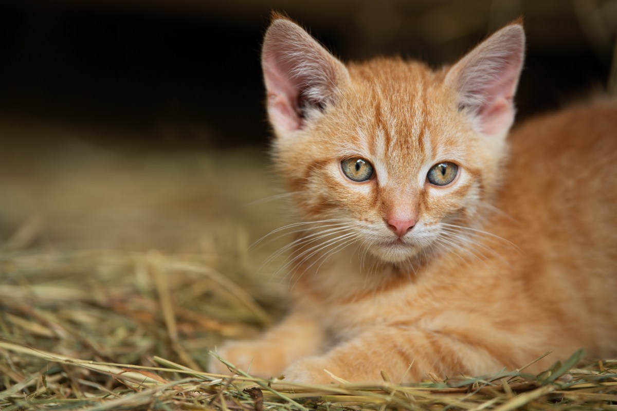 Katze liegt auf Stroh