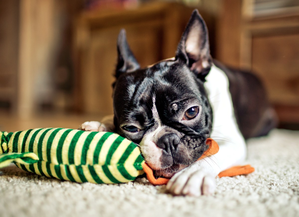 Hund mit Kauspielzeug