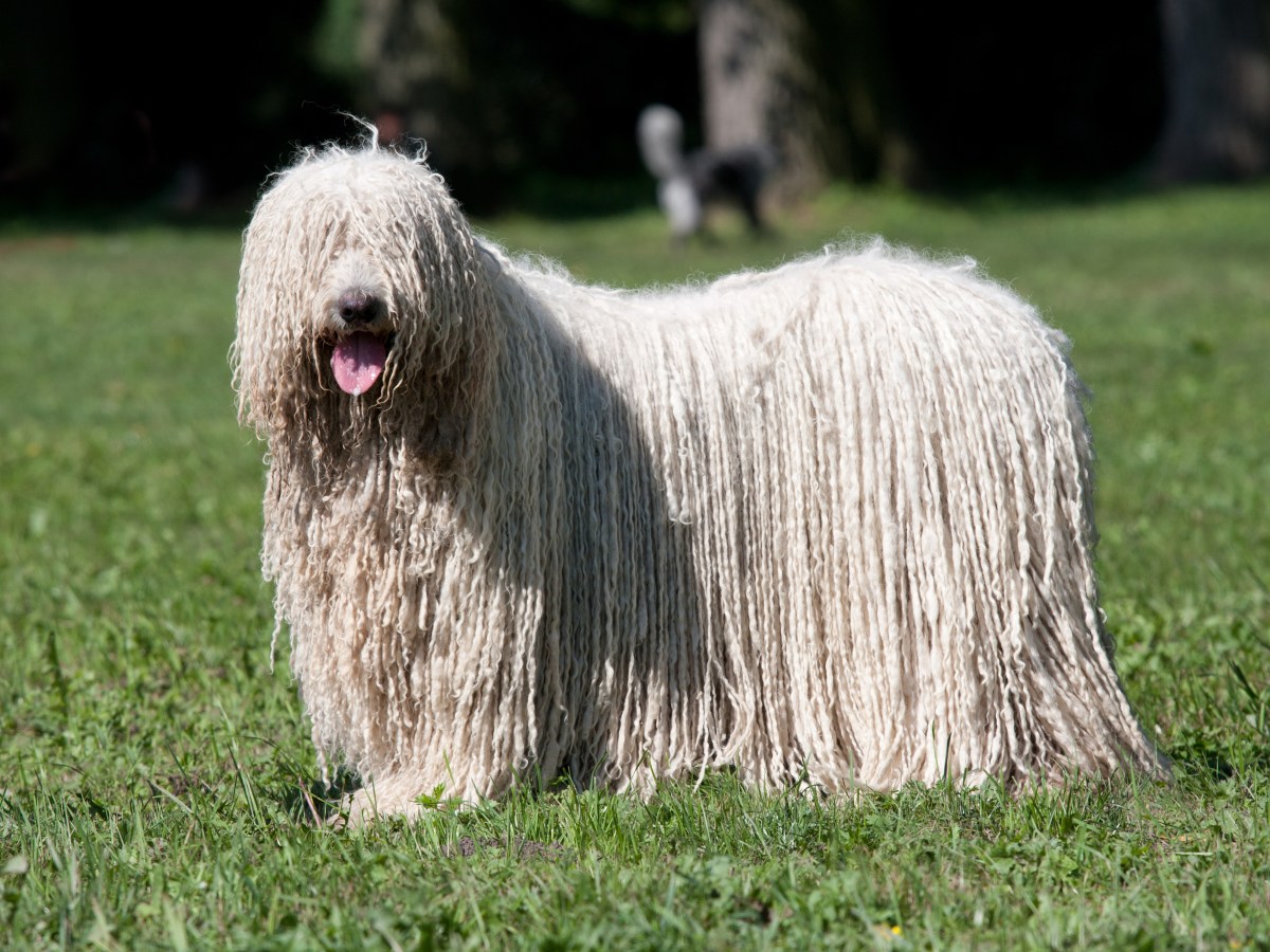 Alles, was du Ã¼ber den Komondor wissen musst: Steckbrief der ungarischen Hirtenhund-Rasse