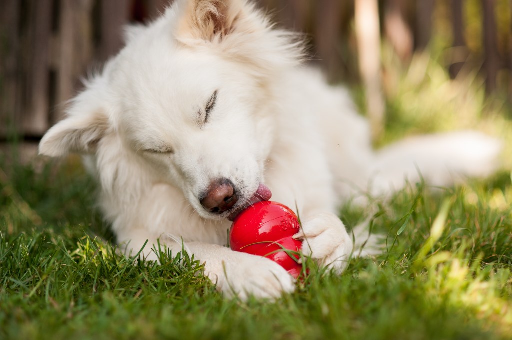 Hund mit Kong