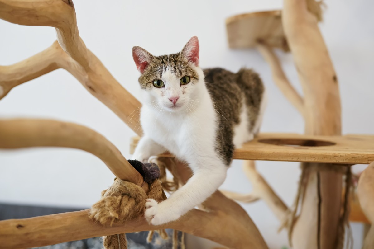 Katze sitzt auf einem Kratzbaum aus Holz